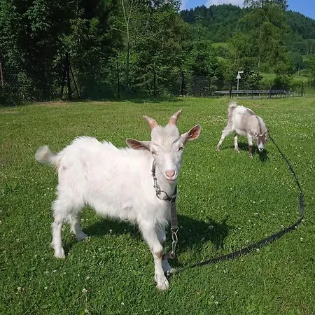 U Chlebkow Çiftlik konaklama *