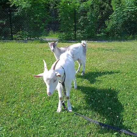 U Chlebkow Çiftlik konaklama *