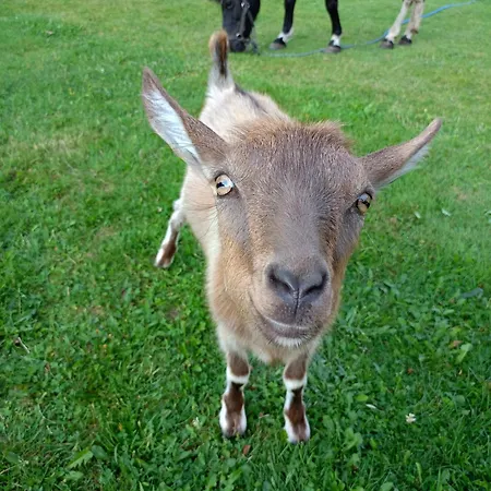 U Chlebkow Çiftlik konaklama *