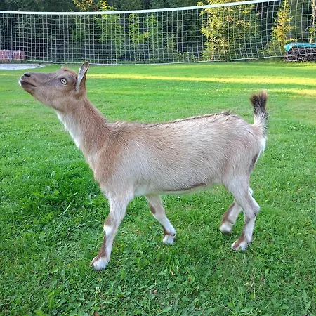 U Chlebkow Ochotnica Górna