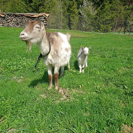 Çiftlik konaklama U Chlebkow Ochotnica Górna