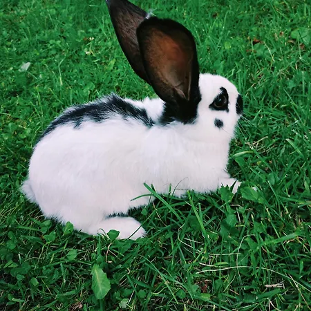 U Chlebkow Séjour à la ferme *