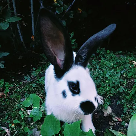 U Chlebkow Çiftlik konaklama Ochotnica Górna
