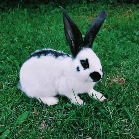 U Chlebkow Çiftlik konaklama Ochotnica Górna