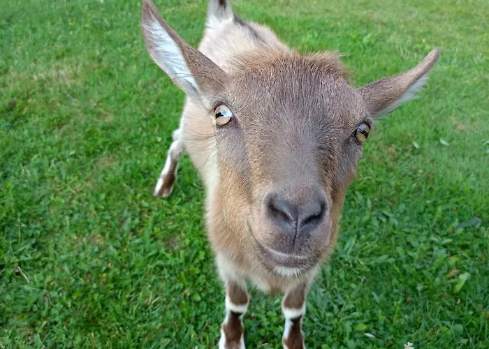 U Chlebkow Séjour à la ferme *