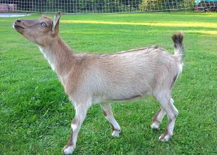 U Chlebkow Ochotnica Górna