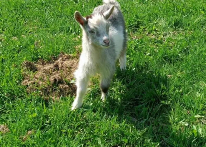U Chlebkow Séjour à la ferme *