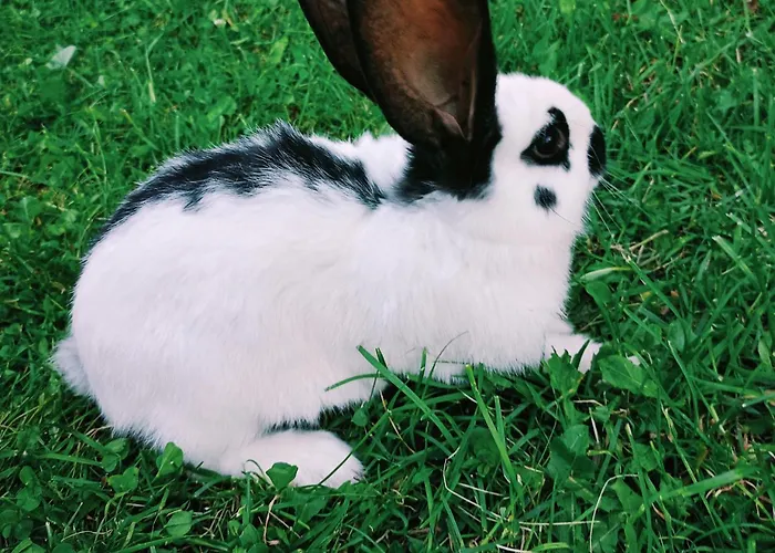 U Chlebkow Alloggio per agriturismo *