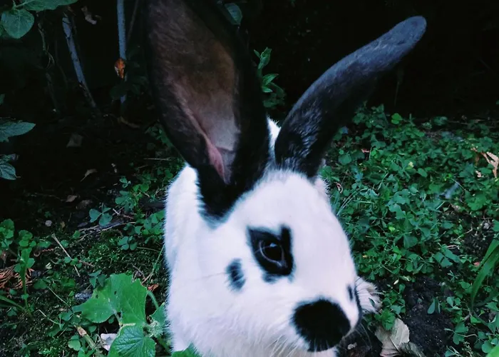 U Chlebkow Séjour à la ferme Ochotnica Górna