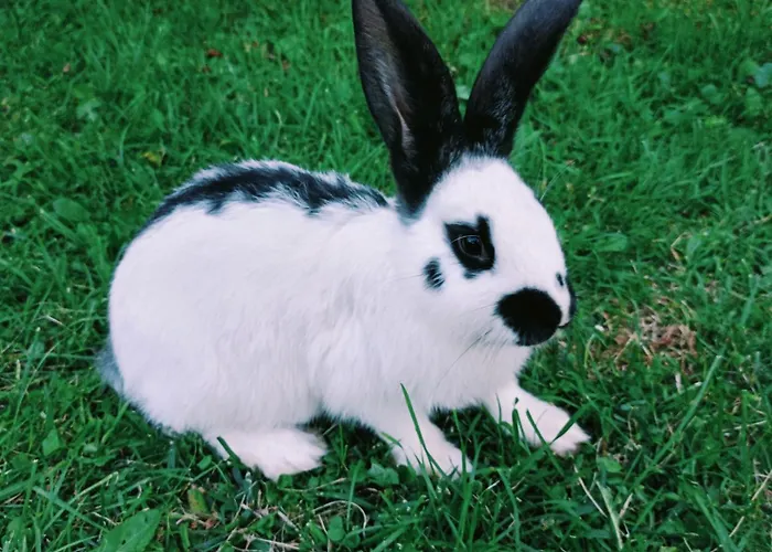 U Chlebkow Séjour à la ferme Ochotnica Górna